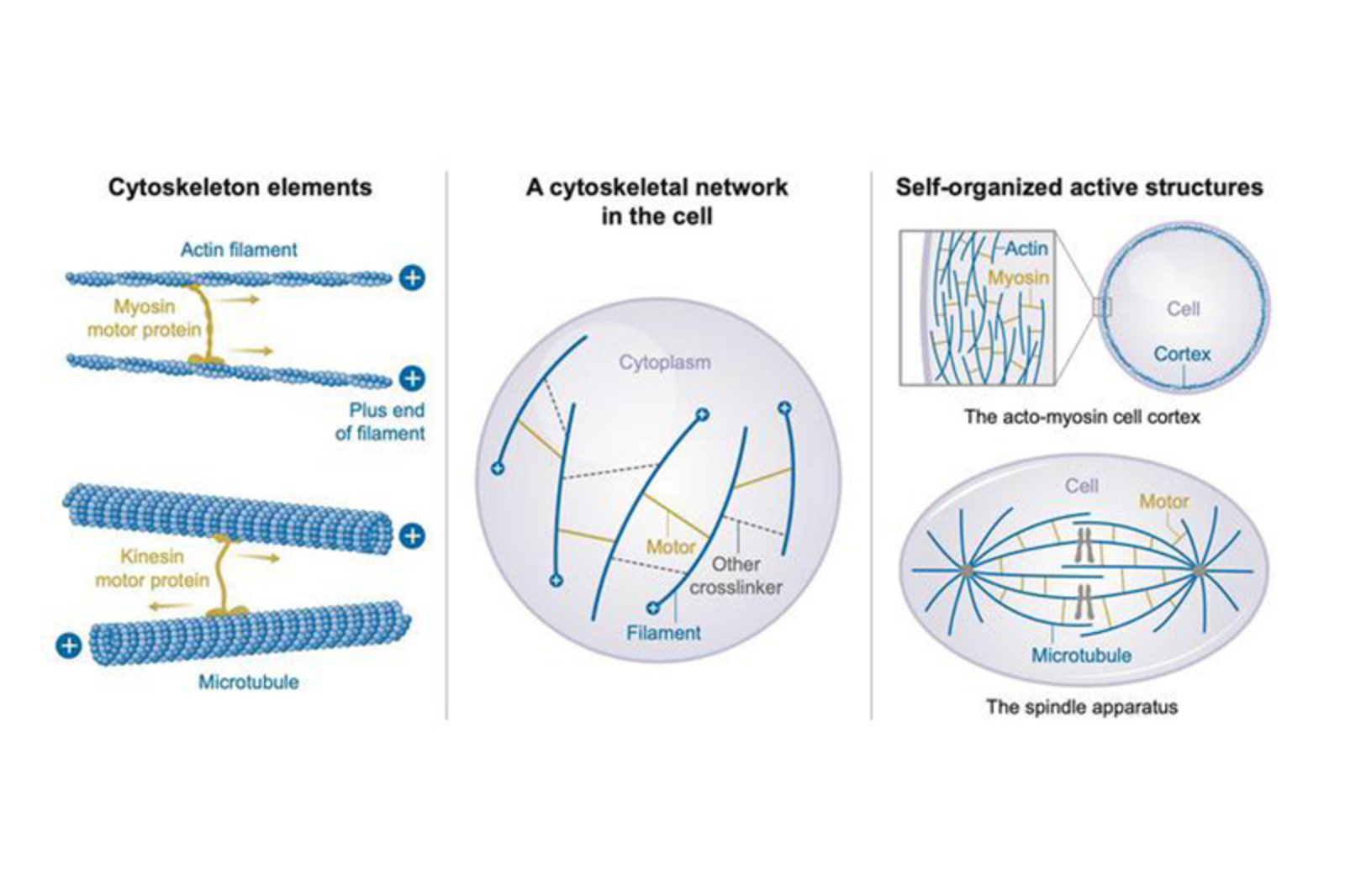 Cytoskeletal Networks