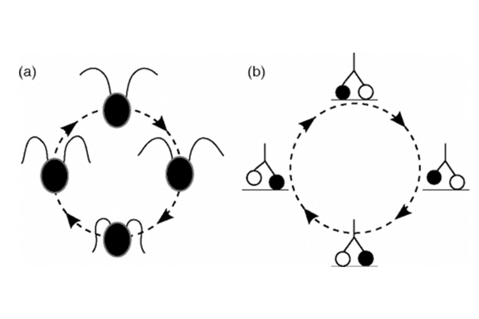 Synchronization in Living Materials