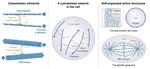 Towards a predictive theory for cytoskeletal Networks