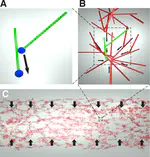 Active contraction of microtubule networks