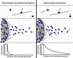 Measuring and modeling polymer concentration profiles near spindle boundaries argues that spindle microtubules regulate their own nucleation