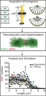 Current approaches for the analysis of spindle organization